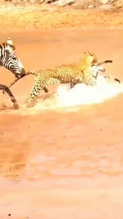 macan tutul menerkam anak zebra #500subs #storywa #story #duniasatwa