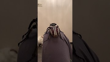 Goliath Beetle Flies and Freaks Out Dog || ViralHog