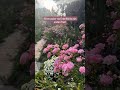 🌸 Beliebteste Bodendeckerrose der Welt! 😱 #gartenliebe #gartentipps
