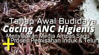 Initial Stages of Hygienic ANC Worm Cultivation, Preparing Sago Pulp Media   Process of Separatin...