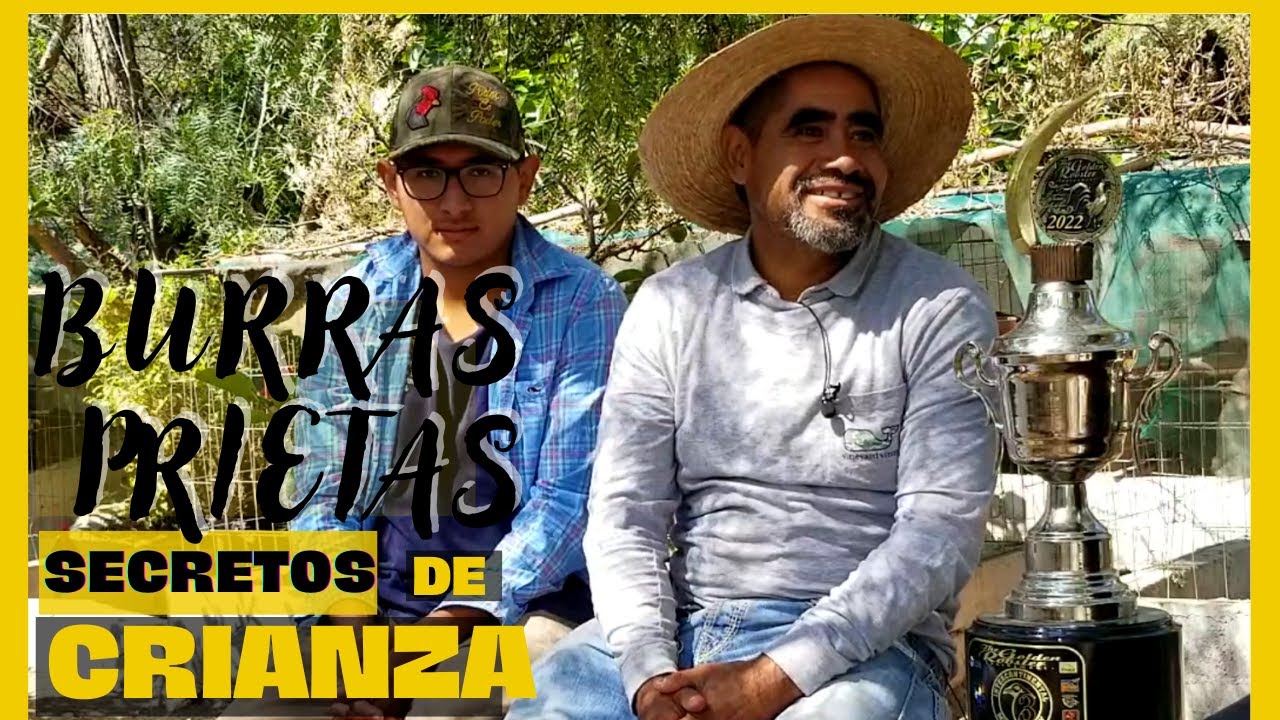 RANCHO DE CRIANZA | HECHICEROS, burras prietas, ASILES Y VARIOS AÑOS DE GENETICA, EUGENIO BECERRIL