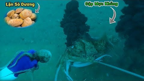 Lặn Biển Bắt Sò Dương_Gặp Mực Nang Bạch Tuộc Khủng Tập 129 #lặnbắthảisản #nghềlặnbiển #lặnbiển