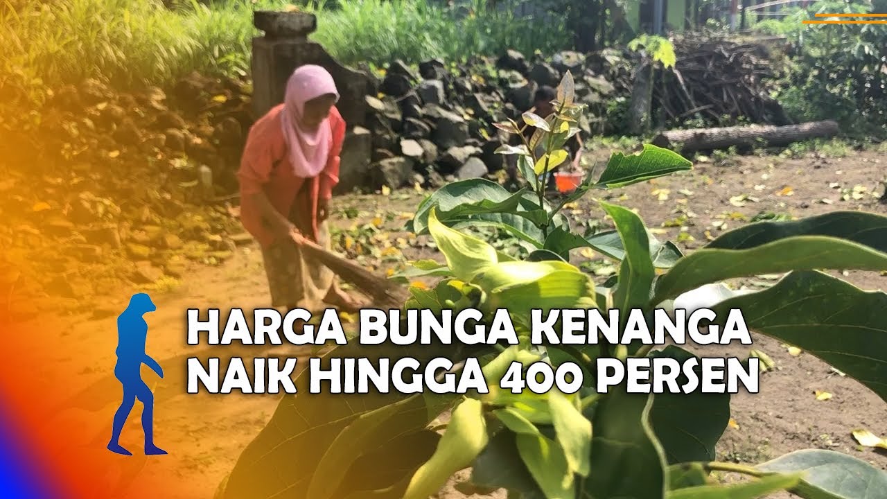 BLITAR - Petani Bunga Kenanga Untung Besar, Harga Bunga Kenanga Naik Hingga 400 Persen