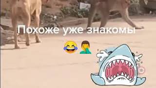 СОБАКА-ЕБАКА И ОБЕЗЬЯНКА/😳ЧТО?😑УЖЕ ЗНАКОМЫ!😉😬😄