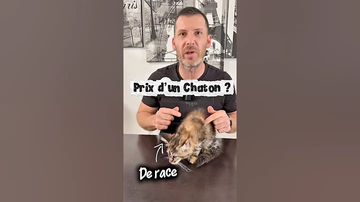 Video 11489501: mainecoon cat, purebred cat