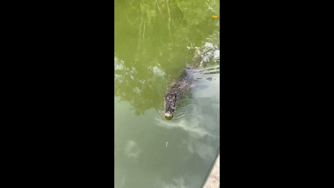Saltwater Crocodile attacks our boat