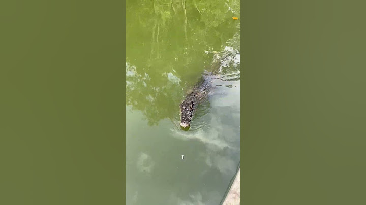 Saltwater Crocodile attacks our boat