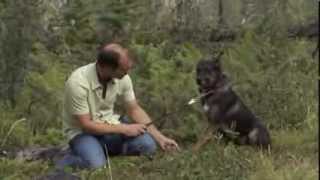 OMG you have to see this. TV Star Brad Pattison, tame a wild dog
