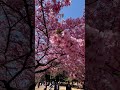 好美的櫻花喔🌸🌸🌸 Cherry blossoms #井之頭恩賜公園 #shorts