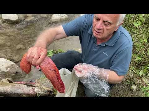 თევზაობა სალმონზე (ორაგულისებრთა ოჯახი). წითელი იკრის მოპოვება