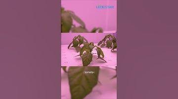Ledestar - Planting laboratory #smdled #plantlab #ledlighting #ledchip  #horticulture
