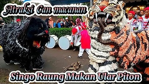 Can macanan‼️Atraksi Singo Raung Makan Ular Piton Dan Drumband Al Azhar