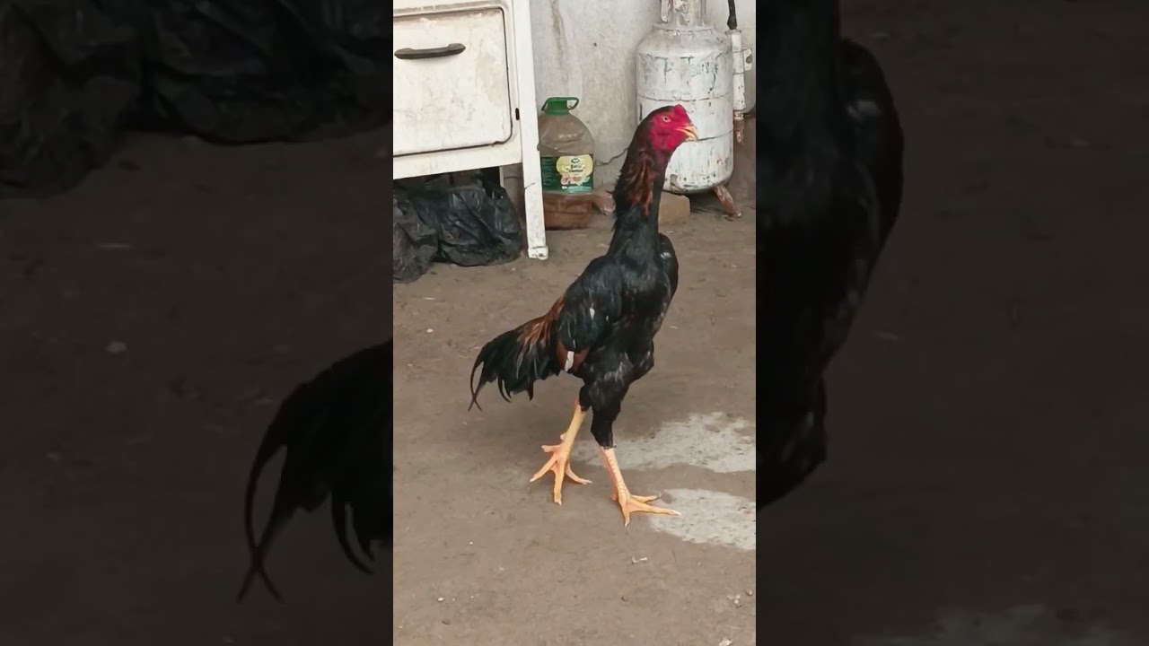 Ошамо атака сын красавчика