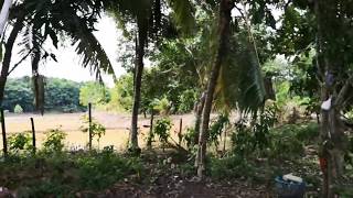 Indahnya pemandangan sawah padi