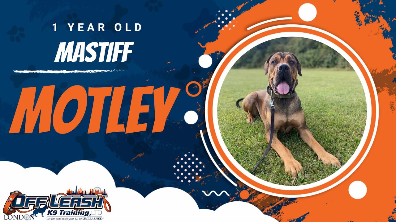Best Mastiff Dog Training Motley Dog Training in London YouTube