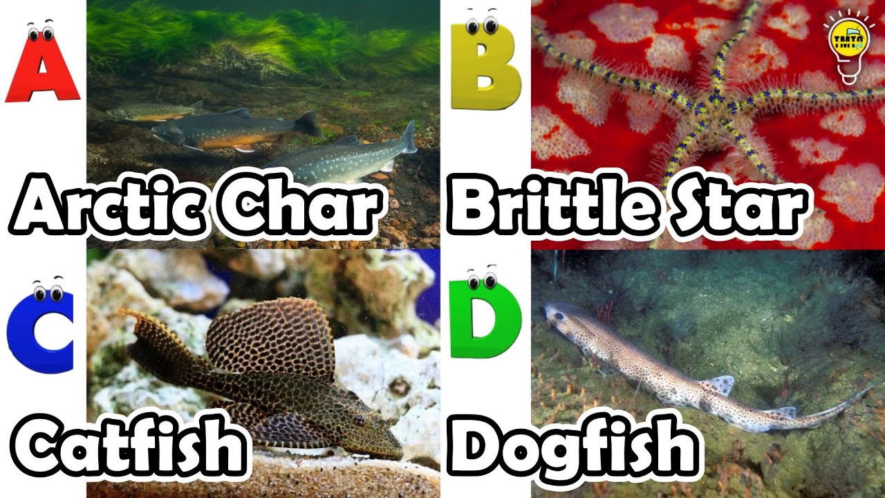 Cute ocean animals | ABC phonics animals | ABC Sea Animals song | English and Animals for Kids