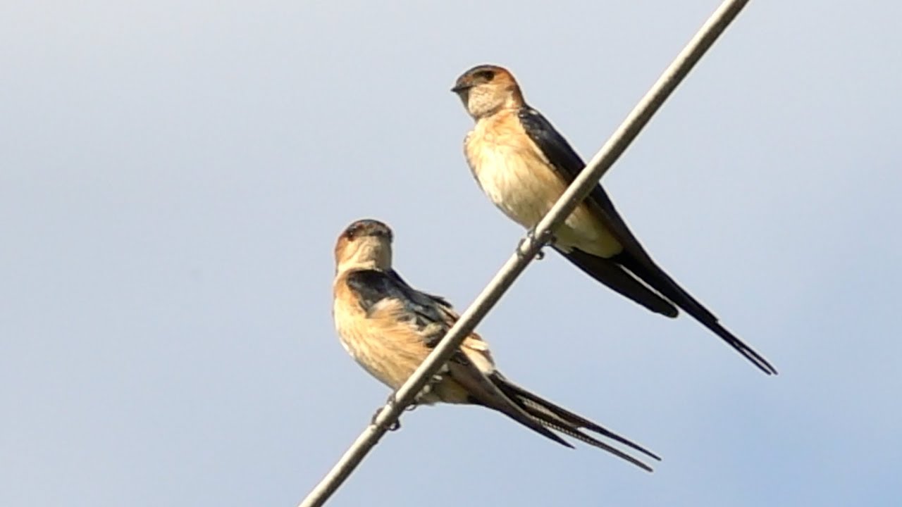 Red-rumped swallow , Rötelschwalbe (Cecropis daurica), Greece 