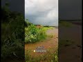 ارعدى يا سحابه