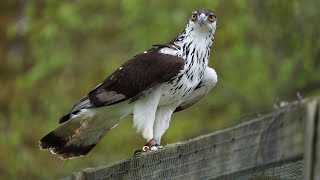 Osprey Hawk Conservancy Trust Sony A7S Iii 200-600Mm 4K 120