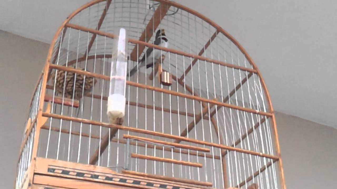 Canto De Coleiro Tui Tui Grego Coleiro Grego Rapido Demais Show Inscreva Se No Canal Youtube