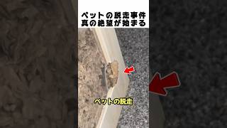 ペットが脱走!? 痕跡をたどった男を待ち受ける予想外の結末がヤバいww🐾😱