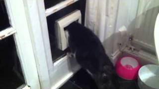 Fat Cat Bootsy Trying To Get Through Cat Flap