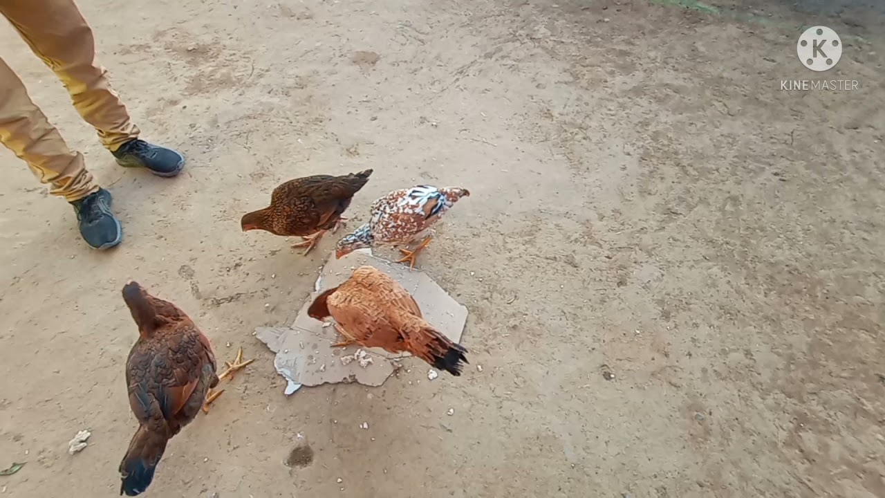 Free Range Local Chicken Farming|Update of My Farm|