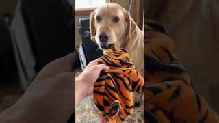 Tiger Puddin ?😂❤️ Net Worth