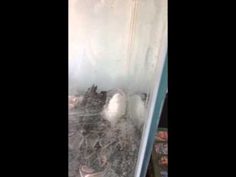 Snake in slow motion