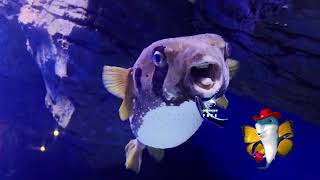 Renkli̇ Baliklar Dans Edi̇yor