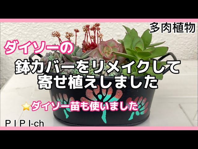 ダイソーの鉢カバーをリメイクして寄せ植えしました😊[多肉植物] - YouTube