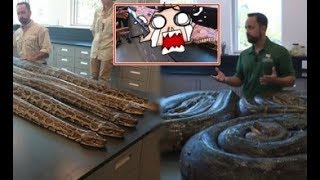 Tóm được con trăn dài hơn 5m, mổ bụng bên trong ai cũng tá hỏa vì quá nhiều…