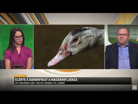 Videó: Bárány Fetával és Rozmaringgal