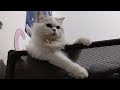 Yuki😻 is on the top of the bunk bed 😸