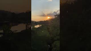 Bird Sounds for Relaxation in the Late Afternoon #Short #Nature #asmr #relaxing #birdsong