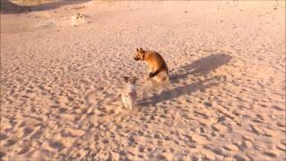 My Standing Peeing Dog -