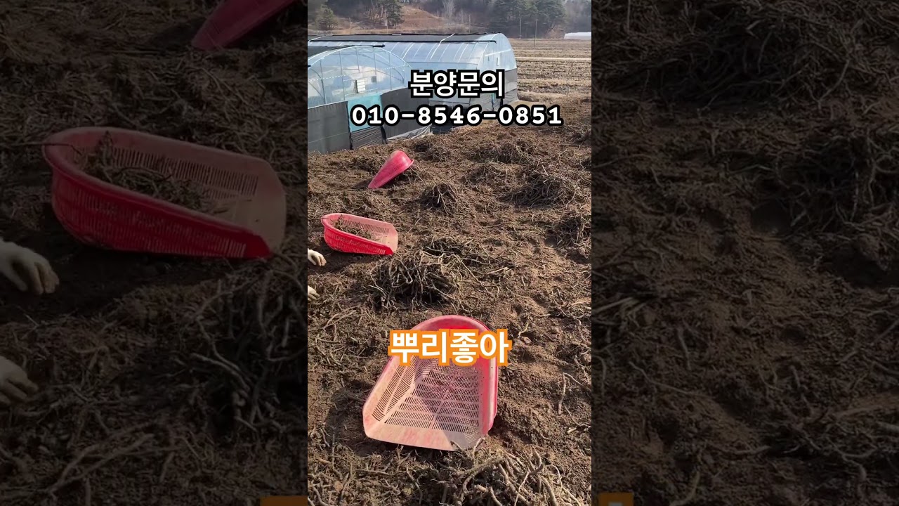 더좋은 먹고사리종근, 모종 분양 중입니다. / 마디 마디 마다 고사리 눈점이 있습니다. 고사리눈이 또록 또록 합니다.3월 10일