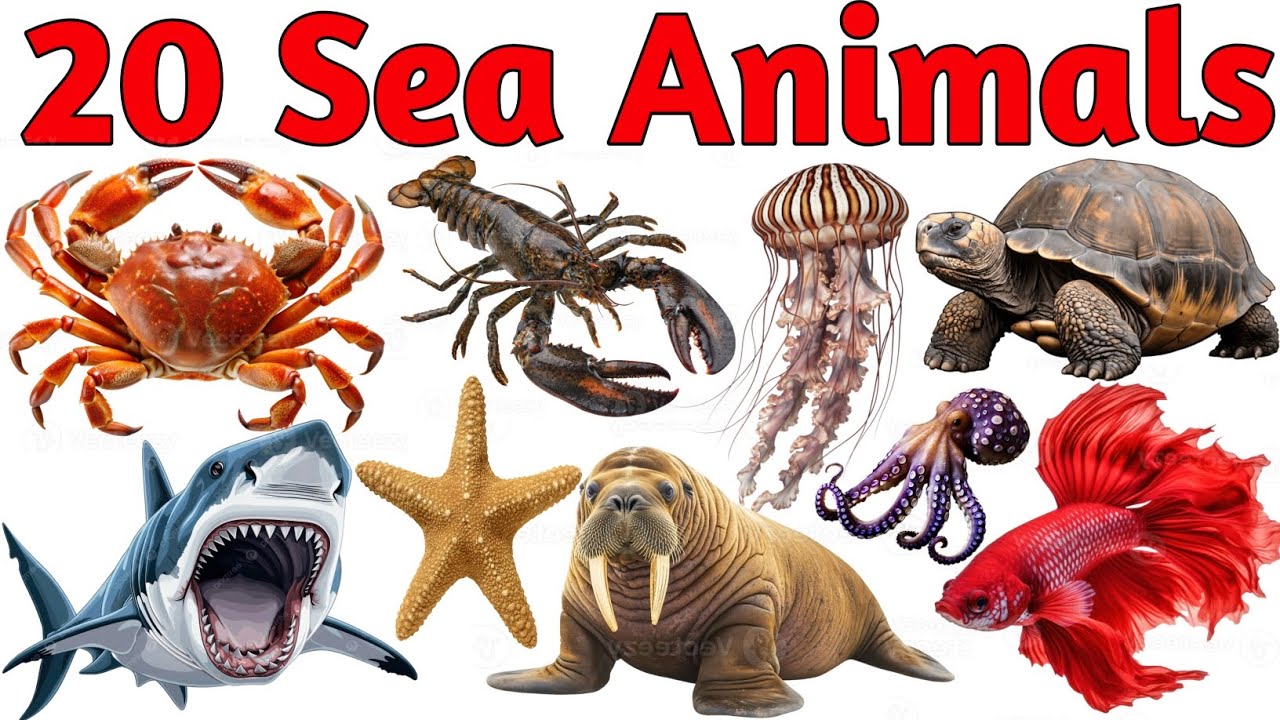 20 Sea Animals Names in Hindi & English 🌊 समुद्री जीवों के नाम | Underwater Animals for Kids