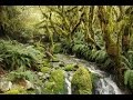 Guanacas - Bosques Nativos (Santa rosa de Osos, Colombia) - TvAgro por Juan Gonzalo Angel