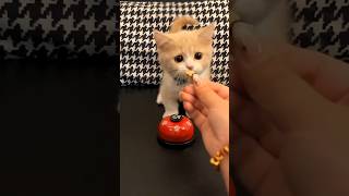Owner Brought Bell For Cat😍