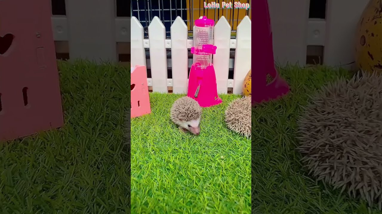 Review nhím kiểng dễ thương tại LoHa Pet Shop #shorts - youtube