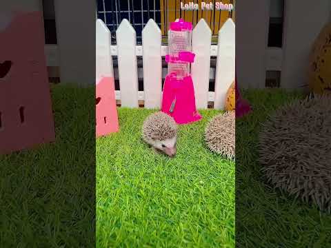 Video Review nhím kiểng dễ thương tại LoHa Pet Shop #shorts - youtube