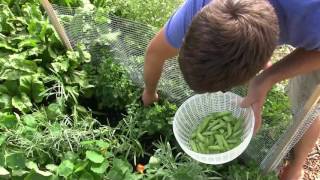 Harvesting Peas From 8 Inch Tall Plants