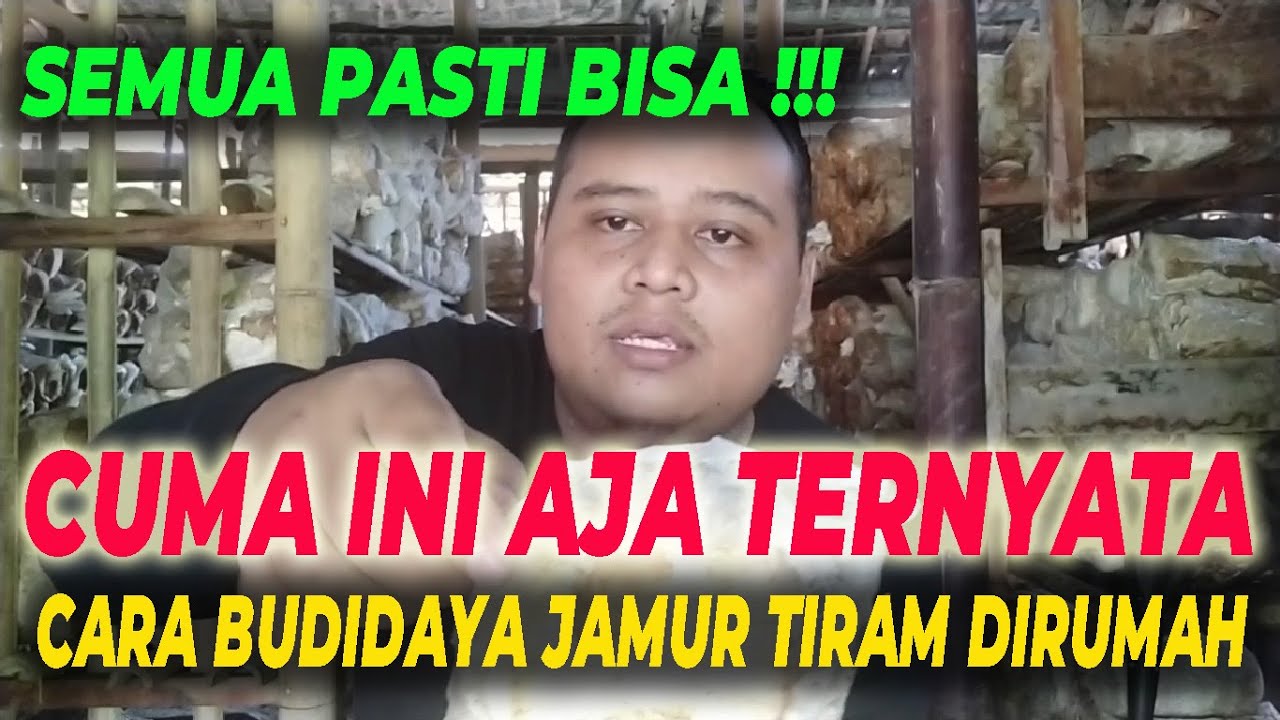 Bagaimana Cara Budidaya Jamur Tiram di Rumah untuk Pemula? 