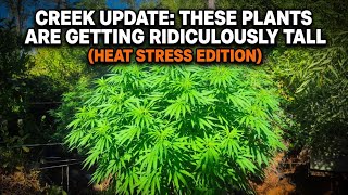 Creek Update: These Plants Are Getting RIDICULOUSLY Tall (Heat Stress Edition