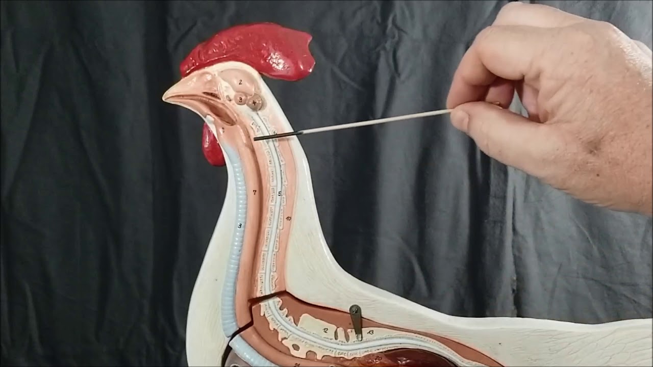 Chicken and pigeon brain models FC