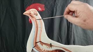 Chicken and pigeon brain models FC