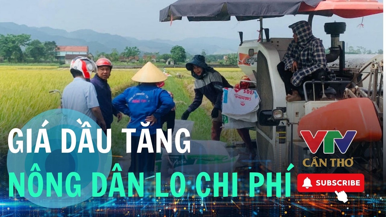 Рост цен на топливо продолжает увеличивать себестоимость производства риса в дельте Меконга | VTV...