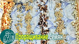 видео: 🌱 Замачивание, проращивание, всхожесть семян 🌶🍆 Массовое выращивание рассады по технологии Гордеевых картинка: 🌱 Замачивание, проращивание, всхожесть семян 🌶🍆 Массовое выращивание рассады по технологии Гордеевых