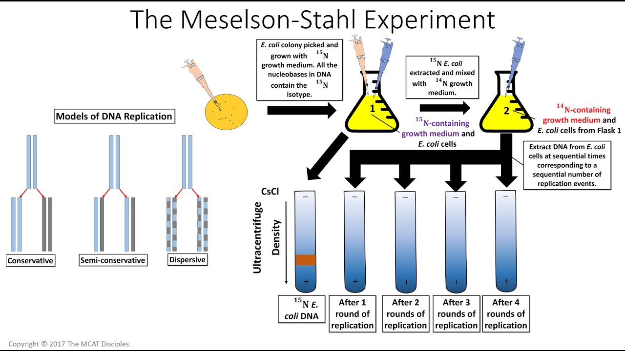 MCAT DNA & The Cell Cycle